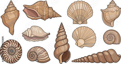 Natural Toned Seashells Collection: Detailed Ocean Mollusk Shells Set