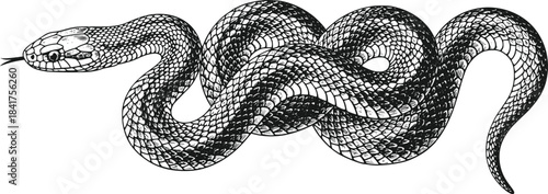 Vintage Engraving Style Coiled Snake Serpent Illustration Tongue Flicking Isolated on Transparent Background