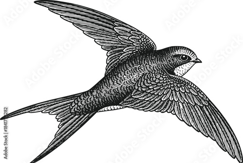 Vintage Engraving Style Swift Bird Flying Isolated on Transparent Background