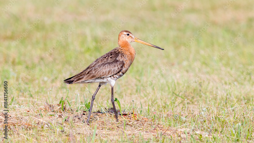 Fototapeta premium red crowned crane
