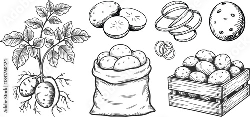 Potato Plant Roots and Harvest Illustration Set.