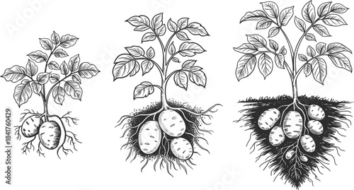 Potato Plant Root Growth Botanical Illustration.