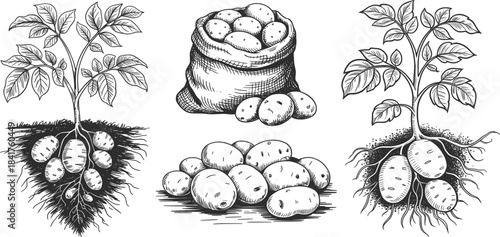 Potato Plant Roots and Harvest Illustration Set.