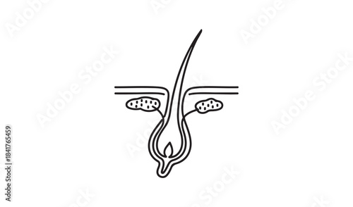 Simple line drawing of a hair follicle on white