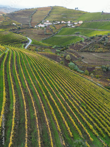Vineyards after the harvest