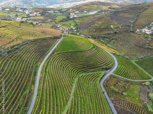 aerial view of vineyards in autumn