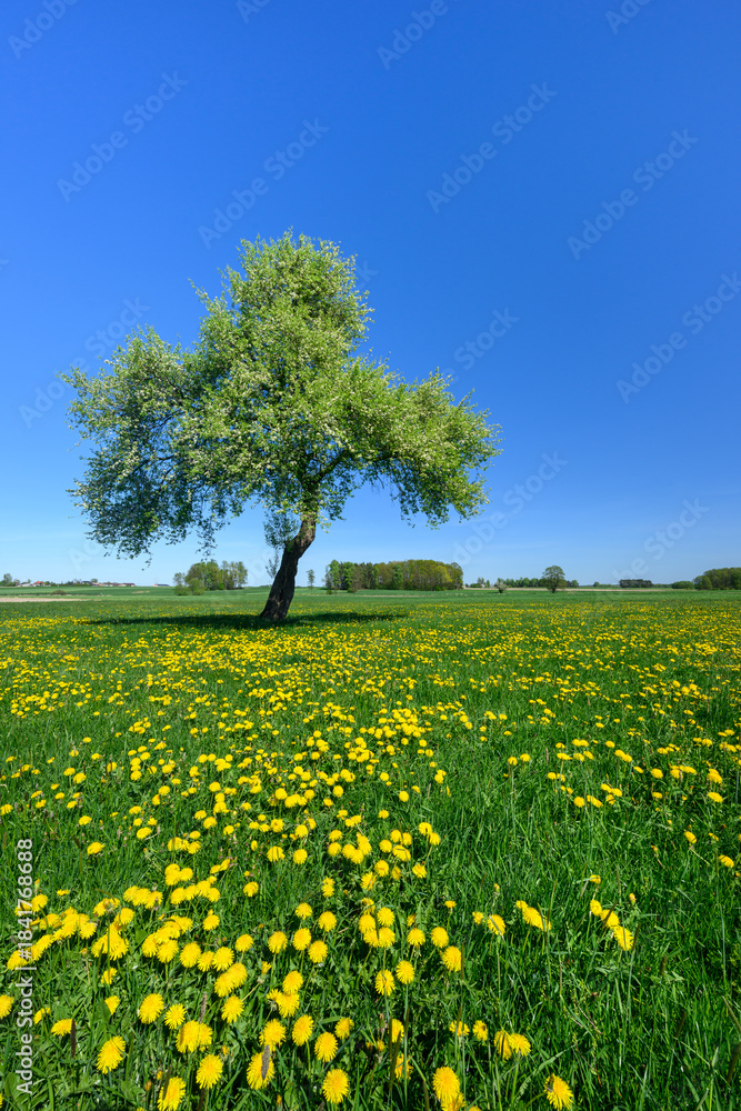 Naklejka premium Beautiful day over blosooming spring meadow