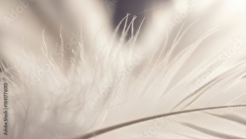 Close-up of soft white feathers creating a delicate and ethereal texture, perfect for backgrounds and abstract designs.