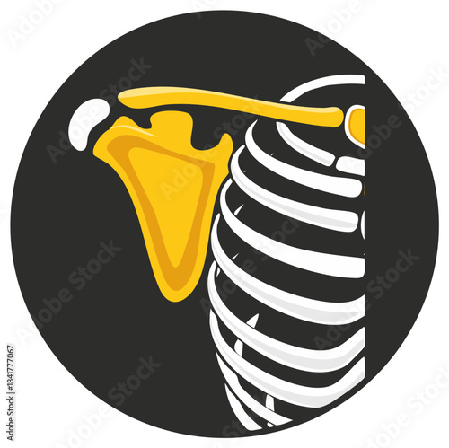 Anatomy illustration of ribs, clavicle and scapula on a dark background, human skeleton illustration