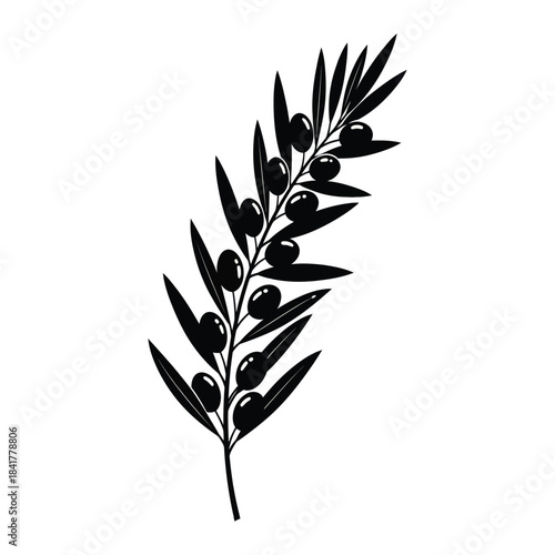 A detailed black and white illustration of a graceful olive branch featuring multiple ripe olives