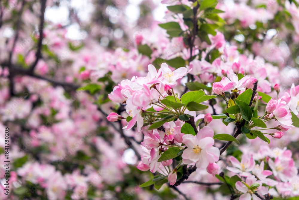 Fototapeta premium Chinese apple blossoms closeup view. Ornamental crabapple white and pink flowers and fresh green leaves. Nature in Spring. China