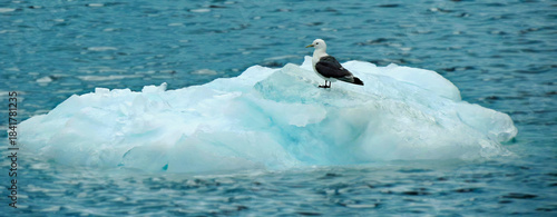 Seagull perched on an ice flow