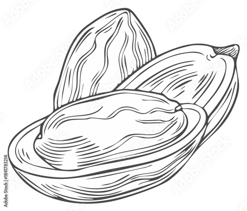 Detailed Hand Drawn Almond Nuts with Shell and Kernel Botanical Food Illustration
