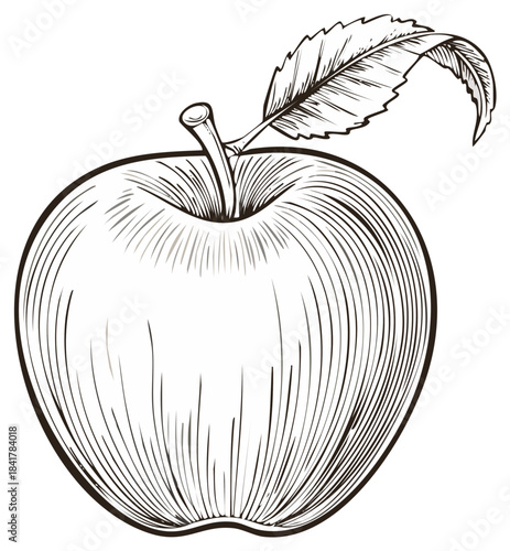 Detailed apple illustration with stem and leaf, black and white engraved style.