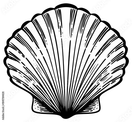 Stylized black and white scallop shell illustration with radiating lines and scalloped edges