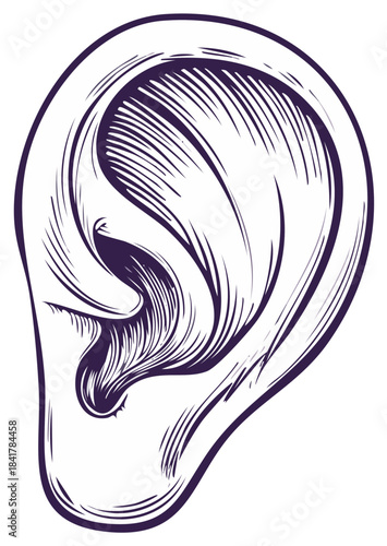Vintage anatomical illustration of a human ear in pen and ink style.