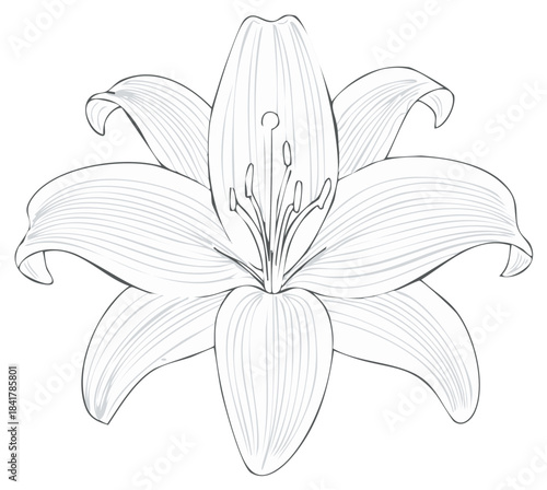 Detailed monochrome line art drawing of an elegant lily flower with intricate petals and prominent stamens