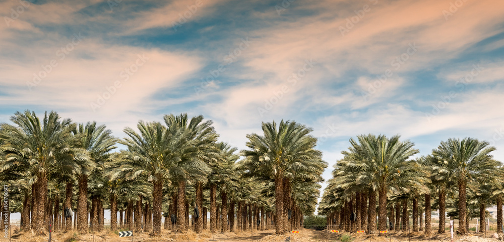 Naklejka premium Panorama. Plantations of date palms. Iconic ancient plant and healthy food crop. Currently it is sustainable agriculture industry in desert and arid areas of the Middle East. No AI tools were used