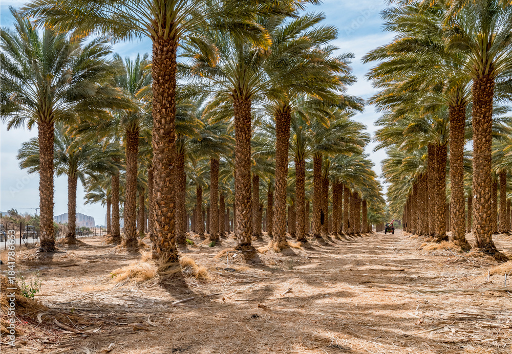 Obraz premium Plantations of date palms. Iconic ancient plant and healthy food crop. Currently it is sustainable agriculture industry in desert and arid areas of the Middle East. No AI tools were used
