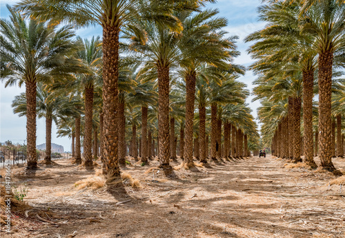 Plantations of date palms. Iconic ancient plant and healthy food crop. Currently it is sustainable agriculture industry in desert and arid areas of the Middle East. No AI tools were used