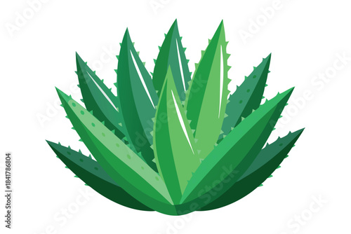 Aloe vera plant grows with healthy green leaves in the garden beautifully