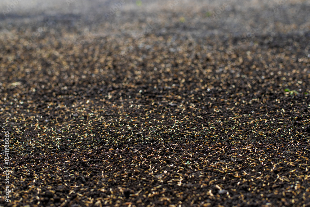 Fototapeta premium Seeding lawn grass in the garden. Selective focus.