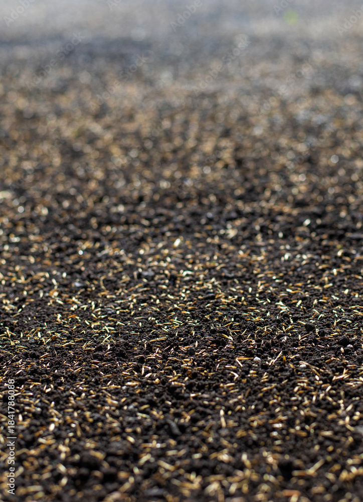 Fototapeta premium Seeding lawn grass in the garden. Selective focus.