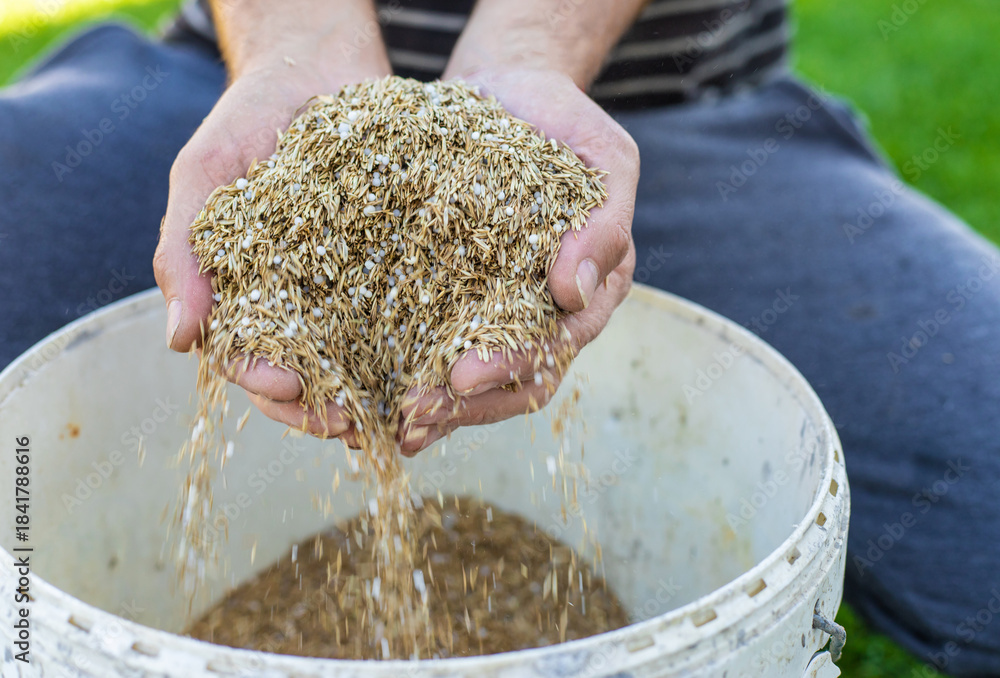 Obraz premium Seeding lawn grass in the garden. Selective focus.
