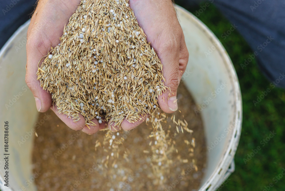 Fototapeta premium Seeding lawn grass in the garden. Selective focus.