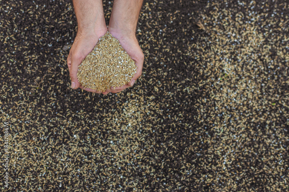 Fototapeta premium Seeding lawn grass in the garden. Selective focus.