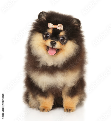 Adorable fluffy Pomeranian puppy with pink bow sitting with open mouth