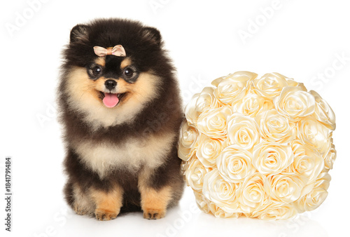 Fluffy Pomeranian puppy with bow sitting next to decorative rose bouquet