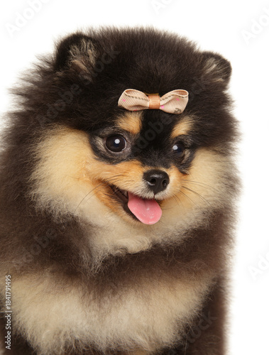 Fluffy Pomeranian puppy with bow looking sideways with tongue out
