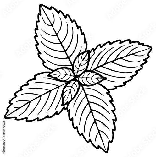 Line Art: Mint Leaves Illustration - Fresh Herb, Botanical Drawing, Organic Cooking