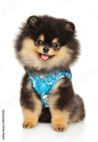 Adorable Pomeranian puppy in patterned blue vest sitting and smiling