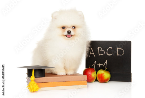 White Pomeranian puppy with school board, apples and books