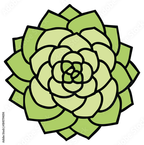 Botanical rosette succulent graphic illustration. A green nature plant design with geometric flower leaf petal form.