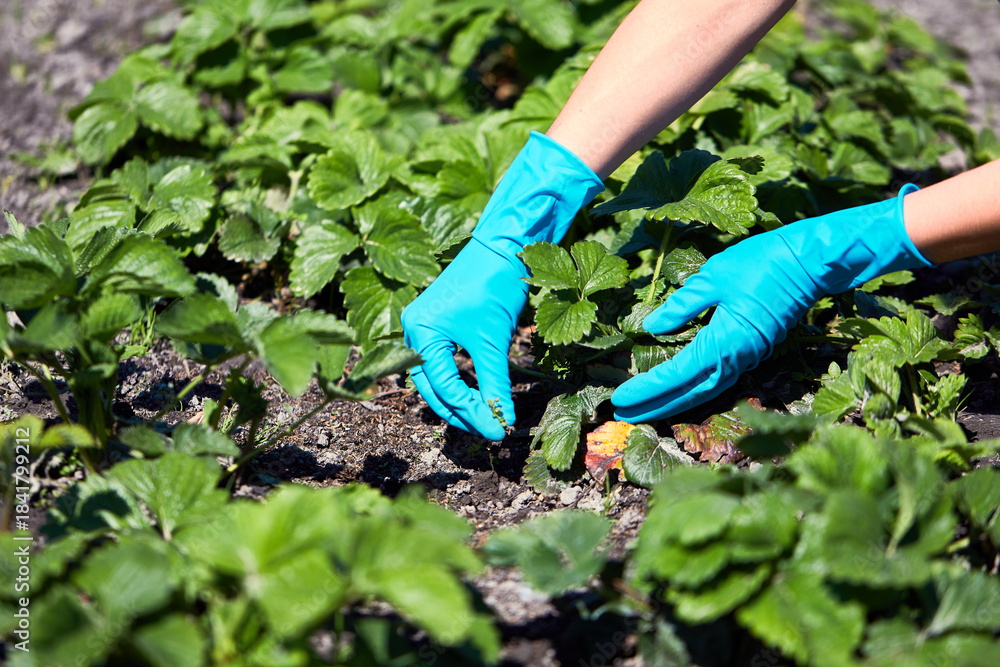Naklejka premium Gardeners hands planting and picking vegetable from backyard garden. Farmer in gloves takes care of the plants in his garden or prepares soil for seedling.