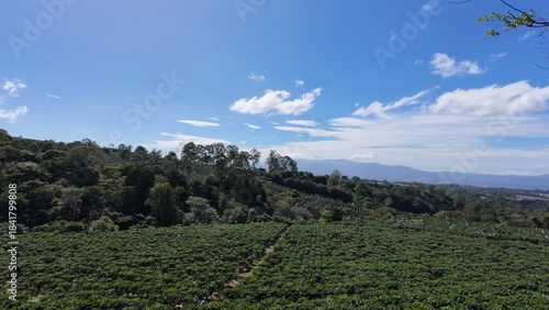 Idyllic Palm-Lined Beach in Costa Rica