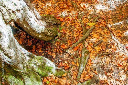 A hollow formed by the trunk of an old tree with its roots sticking out from the ground
