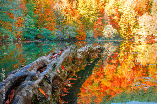 Close-up of a tree falling into the lake in the forest