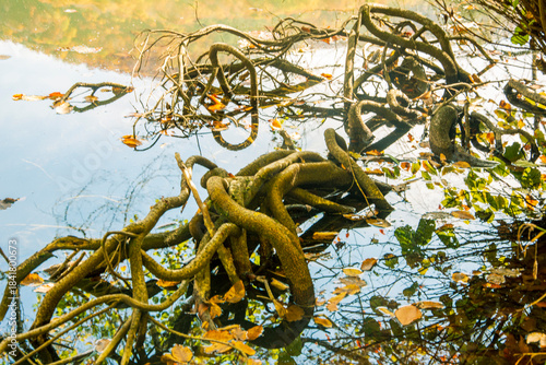 View of tree roots emerging from the lake