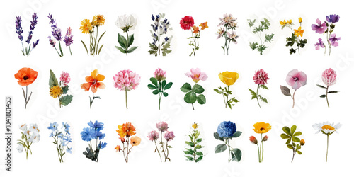 Collection of delicate watercolor floral illustrations in various colors and shapes on white background