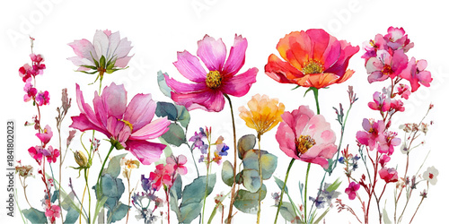Vibrant watercolor painting of delicate cosmos flowers in various shades of pink and red