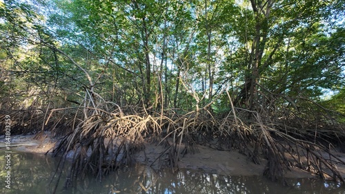 Idyllic Palm-Lined Beach in Costa Rica