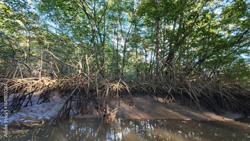 Idyllic Palm-Lined Beach in Costa Rica