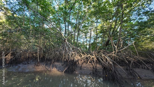 Idyllic Palm-Lined Beach in Costa Rica