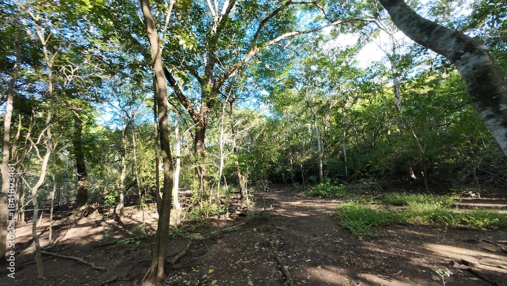Fototapeta premium Costa Rica Mangroves – A Vital Coastal Ecosystem
