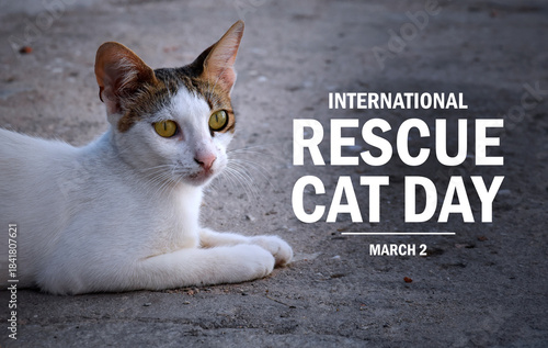 Foto International Rescue Cat Day poster stock photo images