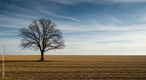 A single, isolated tree stands bare against the vast, open field during the beginning of the quiet spring season ,bare, early spring, stark